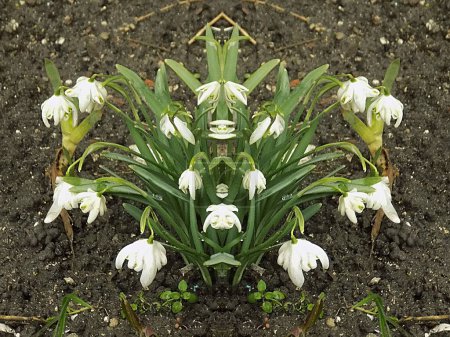 Frühling weiße Blüte (lat. Leucojum vernum L.)          
