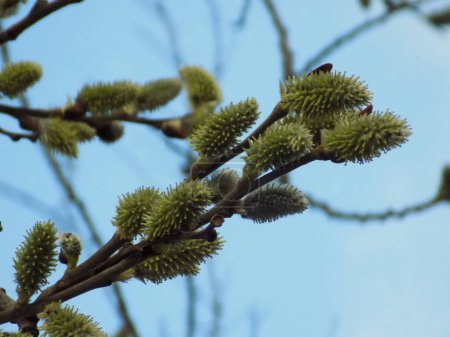 Willow (Salix L.), stas. willow (vid prasl. jva)          