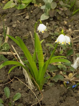 Spring white flower (lat. Leucojum vernum L.)