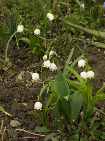 Primavera flor blanca (lat. Leucojum vernum L.)