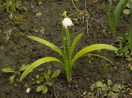 Printemps fleur blanche (lat. Leucojum vernum L.)