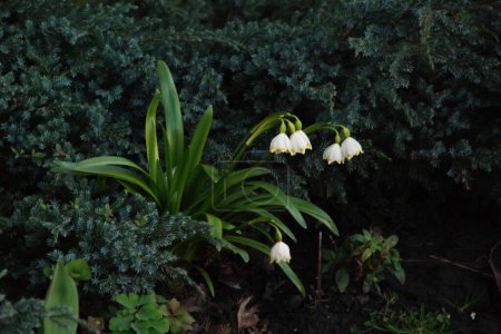 Frühling weiße Blüte (lat. Leucojum vernum L.)