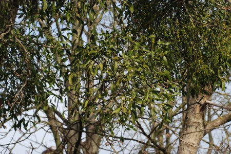 Photo for Common or white mistletoe (Viscum album L.) - Royalty Free Image