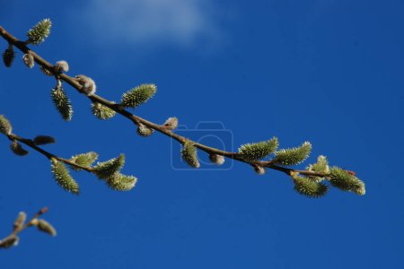 Willow (Salix L.), stas. willow (vid prasl. jva) 
