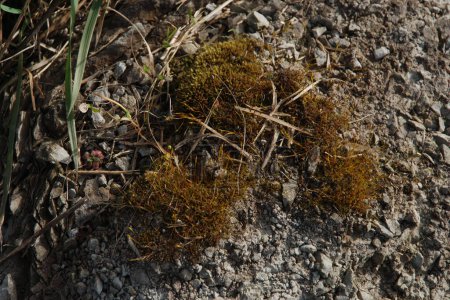 Moose (Bryophyta) sind höhere avaskuläre Sporenpflanzen