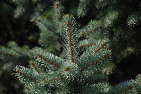 Thuja is a genus of evergreen coniferous trees and shrubs of the cypress family