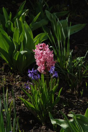 Hyacinth (from Greek , Hyacinthus) is a genus of perennial bulbous plants of the Hyacinthaceae (Hyacinthaceae) or Asparagaceae family