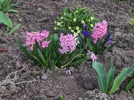 Hyacinth (from Greek , Hyacinthus) is a genus of perennial bulbous plants of the Hyacinthaceae (Hyacinthaceae) or Asparagaceae family  