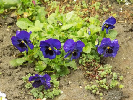 Tricolor violet, wild pansy (Viola tricolor L.) 