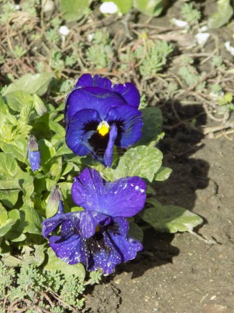 Tricolor violet, wild pansy (Viola tricolor L.) 