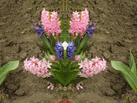 Hyacinth (from Greek , Hyacinthus) is a genus of perennial bulbous plants of the Hyacinthaceae (Hyacinthaceae) or Asparagaceae family           