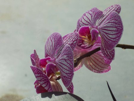 Zozuliantsev ou Orchidaceae (Orchidaceae) - la patrie des monocotylédons vivantes terrestres ou épiphytes (sous les tropiques) des plantes herbacées           