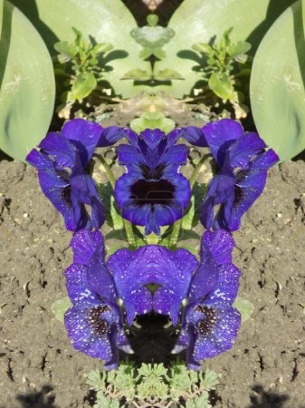 Tricolor violet, wild pansy (Viola tricolor L.)           