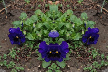 Tricolor violet, wild pansy (Viola tricolor L.)