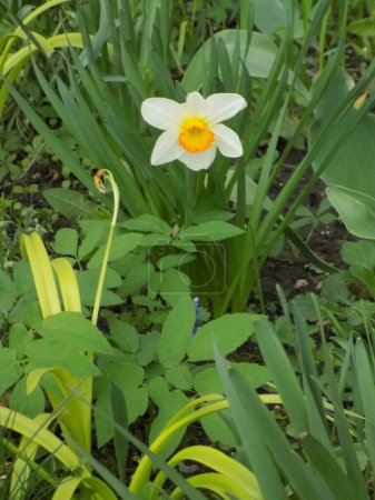 Narzisse (Narcissus) ist eine Pflanzengattung aus der Familie der Amaryllis