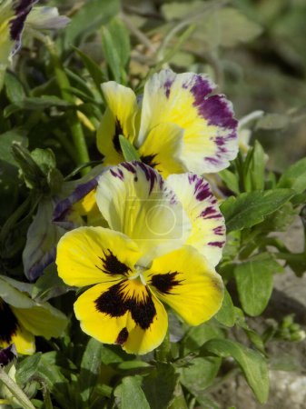 Tricolor violet, wild pansy (Viola tricolor L.)
