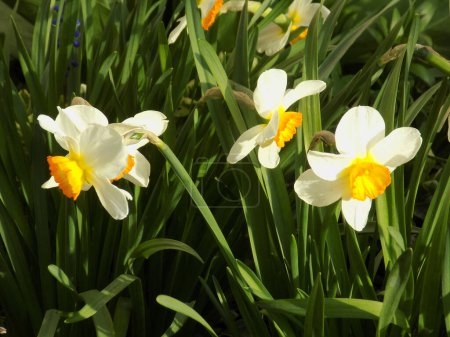 Narcisse (Narcisse) est un genre de plantes monocotylédones de la famille des amaryllis.