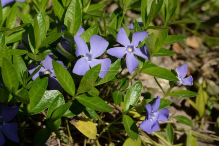 Pervenche (lat. Vnca) est un genre d'arbustes de la famille des Apocynaceae..