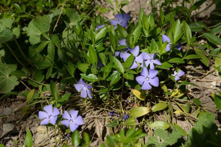 Periwinkle (lat. Vnca) is a genus of creeping subshrubs or perennial herbs of the Apocynaceae family.
