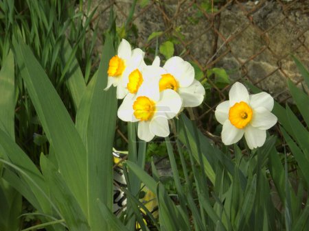 Narcissus (Narcissus) is a genus of monocotyledonous plants from the amaryllis family          