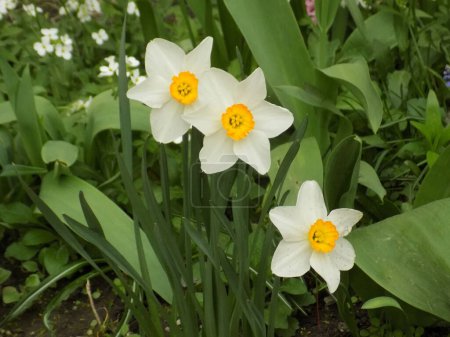 Narcissus (Narcissus) is a genus of monocotyledonous plants from the amaryllis family          