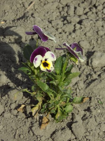  Tricolor violet, wild pansy (Viola tricolor L.)         