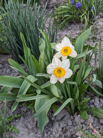 Narcissus (Narcissus) is a genus of monocotyledonous plants from the amaryllis family