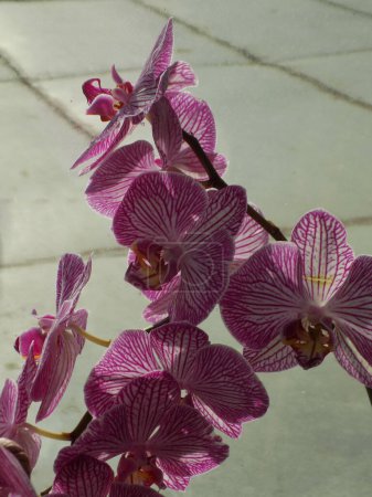 Zozuliantsev ou Orchidaceae (Orchidaceae) - la patrie des monocotylédons vivantes terrestres ou épiphytes (sous les tropiques) des plantes herbacées          