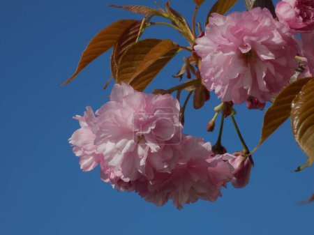  Cerise japonaise, ou sakura         