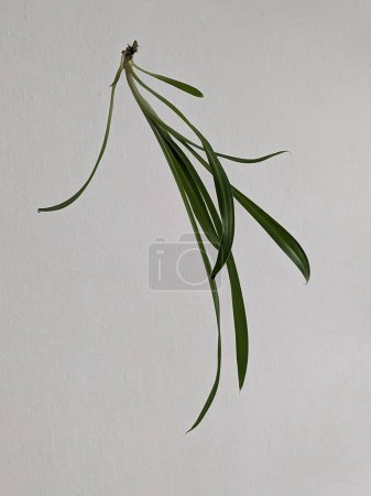 Chlorophytum (lat. Chlorophytum) est un genre de plantes herbacées. Auparavant, Chlorophytum était classé comme membre de la famille des Liliaceae.