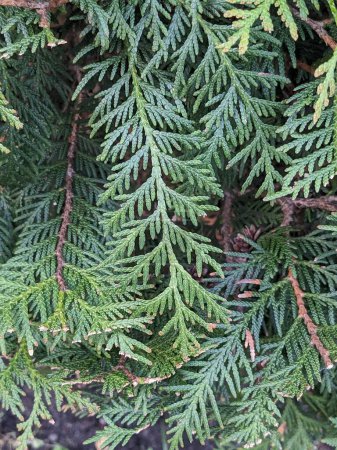  Thuja is a genus of evergreen coniferous trees and shrubs of the cypress family 