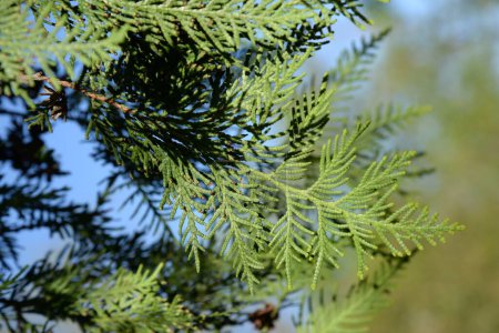 Thuja is a genus of evergreen coniferous trees and shrubs of the cypress family 