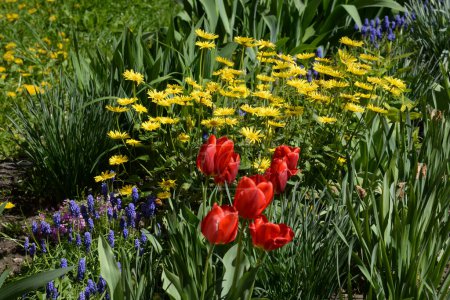 Rote Tulpe und gelbe Gänseblümchen