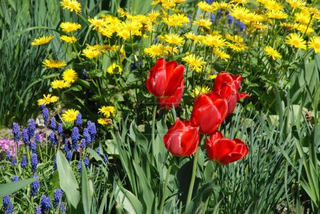 Rote Tulpe und gelbe Gänseblümchen