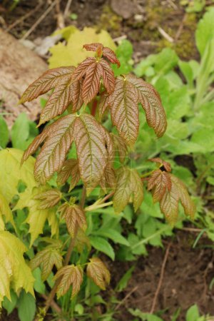 Common maple , or sharp-leaved, platanoides (Acer platanoides L.) is a tree of the Sapindaceae family.