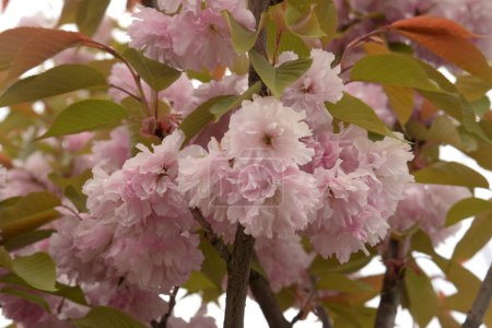 Photo for Japanese cherry, or sakura - Royalty Free Image