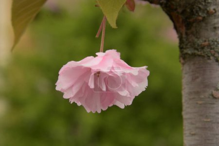 Photo for Japanese cherry, or sakura - Royalty Free Image