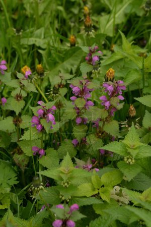 Stinging nettle (Lamium) is a genus of herbaceous plants of the stinging nettle family (Lamiaceae).