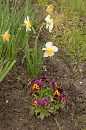 Tricolor violet, wild pansy (Viola tricolor L.),common apricot (lat. Prnus armenaca).Spring flowering trees.Apricot, apricot, pole, morel.Flowering, flowering