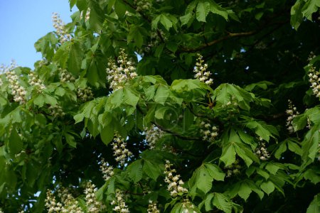 Le châtaignier (Castanea Tourn) est un genre d'arbres à feuilles caduques de la famille des Castanea.