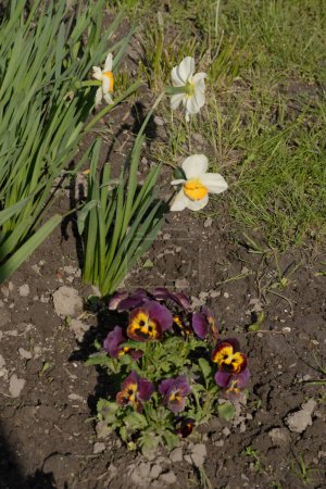 Tricolor violet, wild pansy (Viola tricolor L.),common apricot (lat. Prnus armenaca).Spring flowering trees.Apricot, apricot, pole, morel.Flowering, flowering