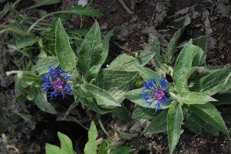 Mountain cornflower (lat. Centaurea montana) is a plant from the Asteraceae, or Asteraceae, family.