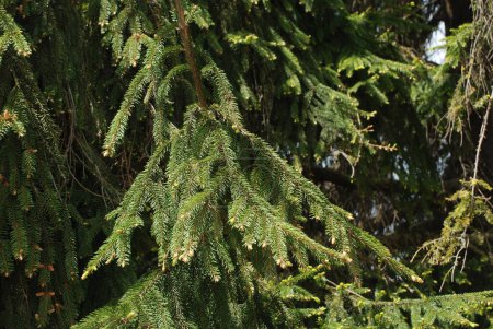 Téléchargez les photos : Épinette piquante, bleue ou du Colorado (Picea pungens Engelm.) - en image libre de droit