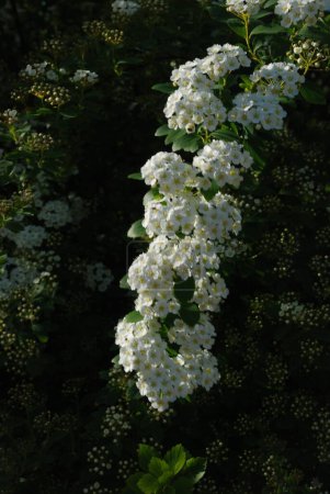 Spiraea Vanhouttei (lat. Spiraea vanhouttei) is a deciduous ornamental shrub of the Rosaceae family.