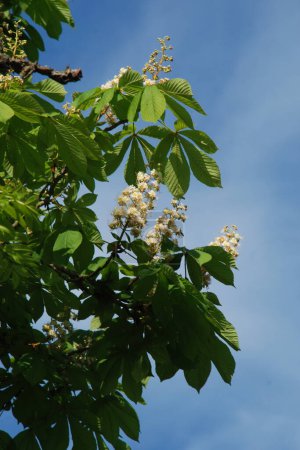 Le châtaignier (Castanea Tourn) est un genre d'arbres à feuilles caduques de la famille des Castanea.