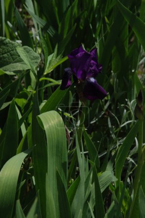 Gallos o iris (Iris latino)