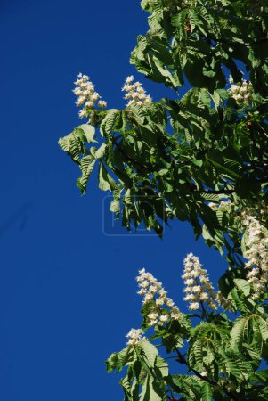 Kastanien (Castanea Tourn) sind eine Gattung von Laubbäumen der Buchenfamilie. Kastanienblüten