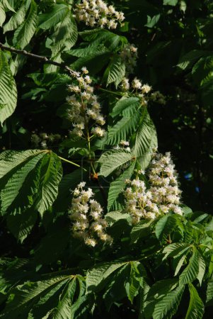 Chestnut (Castanea Tourn) is a genus of deciduous trees of the beech family.Chestnut blossoms