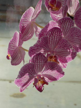 Foto de Zozuliantsev o Orchidaceae (Orchidaceae) - la patria de los monocotiledones perennes terrestres o epífitas (en los trópicos) de las plantas herbáceas - Imagen libre de derechos