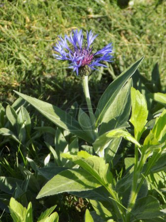 Mountain cornflower (lat. Centaurea montana) is a plant from the Asteraceae, or Asteraceae, family.